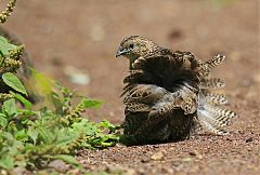 Brown Quail